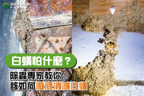 白蟻 出現 代表 什麼 風水|白蟻怕什麼？預防白蟻必看7大絕招，白蟻防治攻略全。